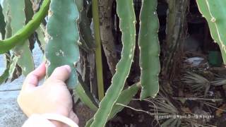 growing dragon fruit part 3 update - what it looks like after 1 year