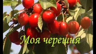 Как защитить черешню от птиц