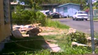 Dog Mating Fail
