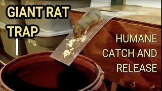 Best Mouse Trap Ever DIY Humane Mousetrap Green Rat Trap for capture and release Rat Eats Moth