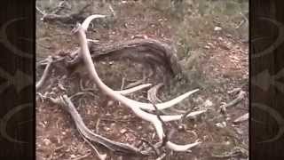 Elk Shed Hunting in Arizona - MossBack