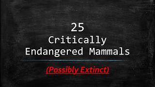 25 Critically Endangered Mammals