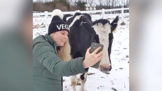 Worried mama cow FaceTimes with her hospitalized baby