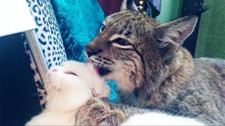 РЫСЬ ОХОТИТСЯ НА СОБАКУ. Игры Ханны и Умки. Ханне 8 месяцев!