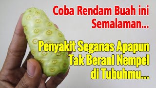 COBA RENDAM BUAH MENGKUDU DAN MINUM SECARA RUTIN, JANGAN KAGET INILAH EFEKNYA PADA TUBUH
