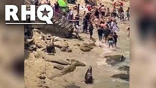 Sea Lions Terrorize Beach In Viral TikTok
