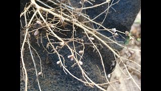 Nitrogen Fixer - Clover In The Garden, Root Nodules Up Close