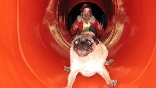 Funny Scared Dog Videos Compilation 2014 [HD]