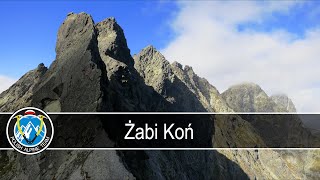 Żabi Koń 2291m