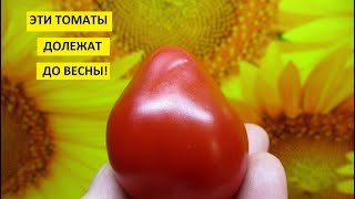 Хранить томаты всю зиму! Сорта томатов для длительного хранения выбирайте уже сейчас!