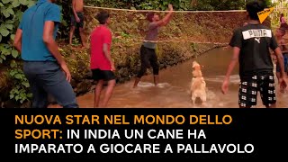 Nuova star nel mondo dello sport: in India un cane ha imparato a giocare a pallavolo