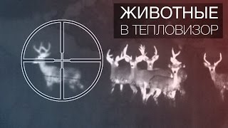 Животные в тепловизор