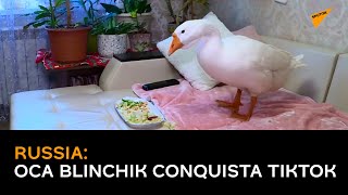 Russia: oca Blinchik conquista TikTok