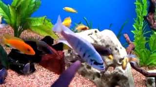 Aquarium with fish / Аквариум с рыбками