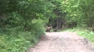 La ''vanatoare" de ursi ("hunting" of bears)