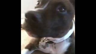 Dogs burp too!