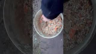Υγιή περιστέρια με ενέργεια!