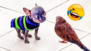 Best Funny Animal Videos 2022 - Funniest Dogs And Cats Videos