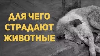 Для чего страдают животные? Священник Максим Каскун