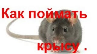 крысоловка самодельная\homemade rat-trap