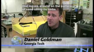 Sandfish Lizard Slithers Into Science Spotlight (Accessible Preview)