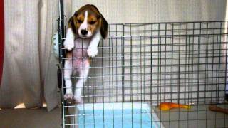 ビーグル犬・リル 【脱獄 ver.1-1】
