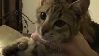 Pixie Bob Update - 8 Days! Awesome Cat!!!