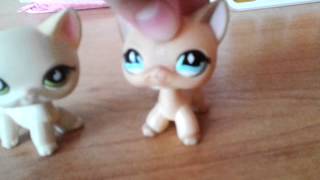 LPS Вопрос-Ответ 1*