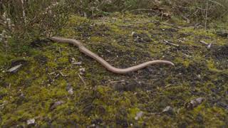 Slow worms crawl away ?