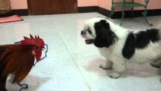 Hatchi Vs NokNok (Labanan ng Aso at Manok)