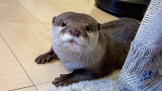ペットボトルの奪い合いになかなか勝てなくて泣きついてくるカワウソ otter cries because he can't win a fight for a plastic bottle.