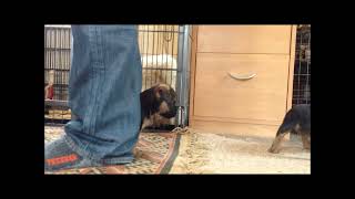 Learning to be a Border Terrier