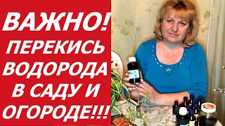 ПЕРЕКИСЬ ВОДОРОДА ДЛЯ САДА И ОГОРОДА .Рассада, овощи, цветы, выращивание, уход