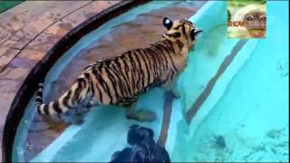 домашний тирг прохлаждается в басейне  home tiger