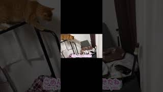 冬に備えてか各部屋に自分用の巣を作り始めたカワウソとその巣を発見した猫 otter begins to build a nest in preparation for winter.
