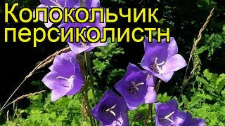 Колокольчик персиколистный. Краткий обзор, описание характеристик campanula persicifolia