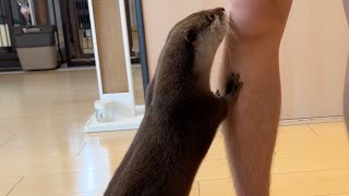 みんなで高いところで話をするので届かなくて拗ねるカワウソ An otter sulking because it can't reach a high place to talk.