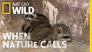 Watch as Two Raccoons Get Rescued | When Nature Calls