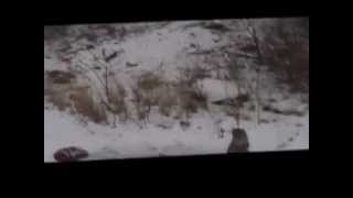 Схватка человека с рысью. Bobcat release New