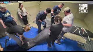 3 Orphan Manatees get Weighed - Cincinnati Zoo
