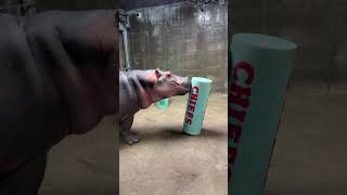 Hippos Fritz and Fiona Split Decision SuperB Owl Winner - Cincinnati Zoo