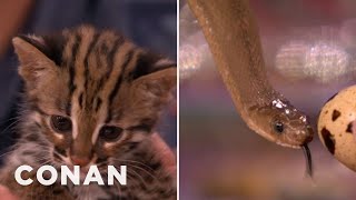 Animal Expert David Mizejewski: Asian Leopard Cat Kitten & African Egg-Eating Snake