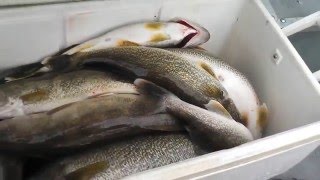 Рыбалка на судака-Columbia Walleye 01-27-16