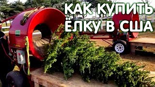 Как купить ёлку в США. Ёлочная ферма. Жизнь в США [Тимур Тажетдинов]