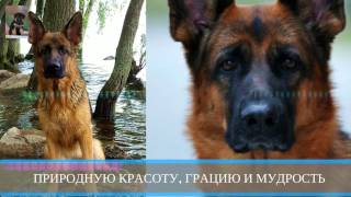 Щенки немецкой овчарки от Чемпионов.