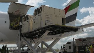 The world's largest commercial air charter of horses | Emirates SkyCargo