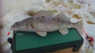Ловля судака на тюльку.Рыбалка на средней волге д.Лобаны