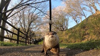 カワウソさくら さくらと最強の桜の花見に行ってきた！ otter who went to see the wonderful cherry blossoms