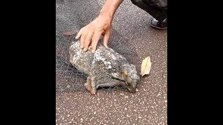 Heboh !! binatang aneh ini ketangkap warga (Strange Animal)