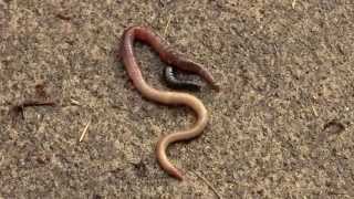 Groung Beetle Larva Hunting Earthworm. Личинка жужелицы охотится на червяка (polozov1993)